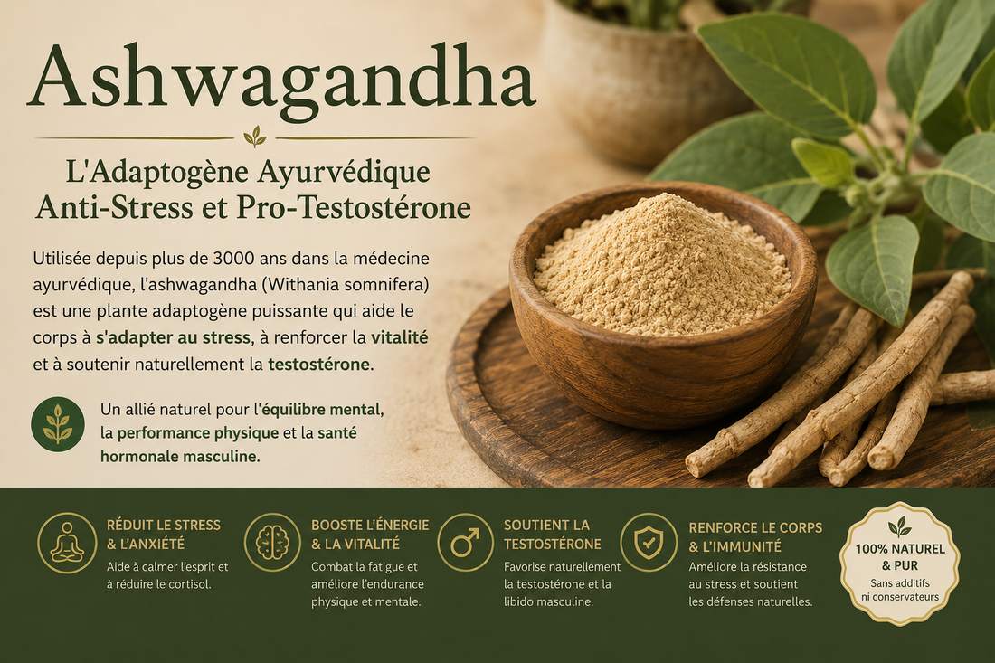 Ashwagandha : L'Adaptogène Ayurvédique Anti-Stress et Pro-Testostérone