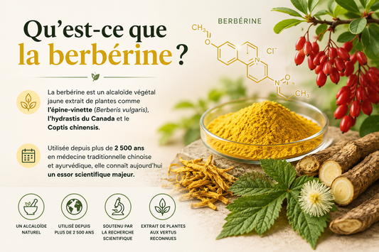 Berbérine : Le Régulateur Naturel du Sucre et de la Perte de Poids