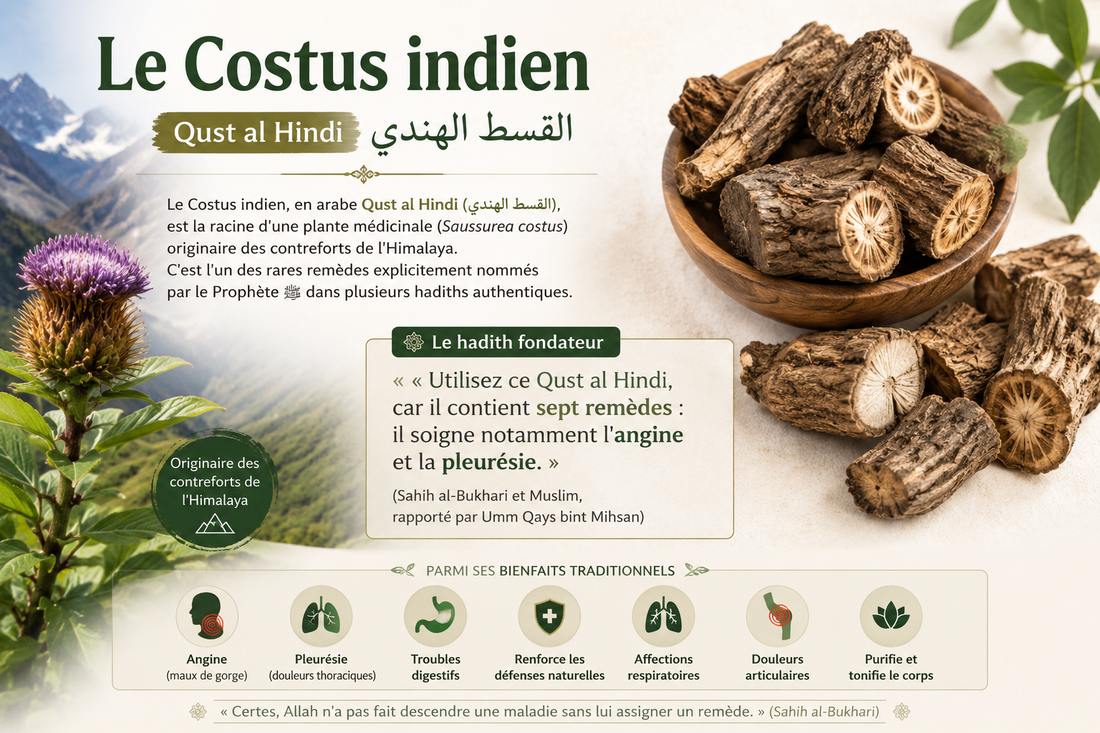Costus Indien (Qust al Hindi) : Le Remède Prophétique aux 7 Bienfaits