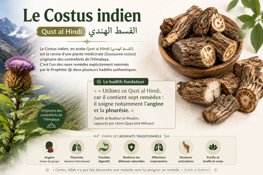 Costus Indien (Qust al Hindi) : Le Remède Prophétique aux 7 Bienfaits