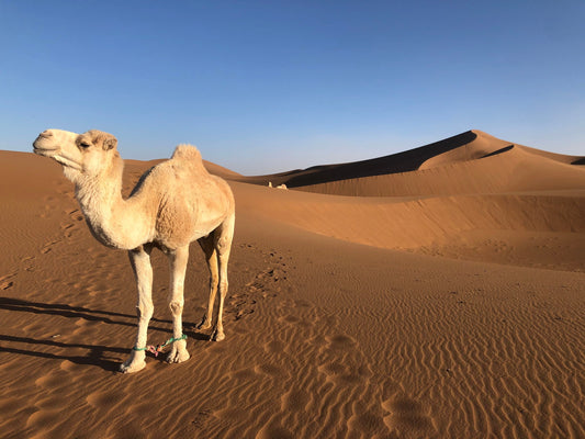 🐪 LES VERTUS THÉRAPEUTIQUES ET COSMÉTIQUES DE LA GRAISSE DE CHAMEAU (SHAHM) : UN TRÉSOR ANCESTRAL REDÉCOUVERT